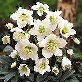 Christmas rose hellebore in white ceramic pot.